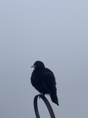 Pyrrhocorax graculus