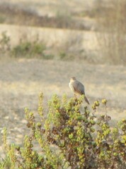 Certhilauda subcoronata