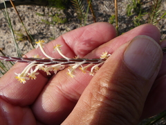 Struthiola