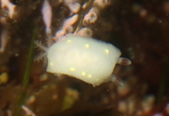 Cadlina flavomaculata