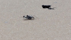 Habroscelimorpha dorsalis