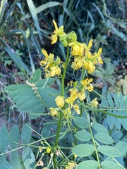 Senna marilandica