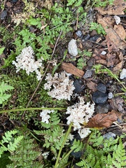 Sebacina schweinitzii