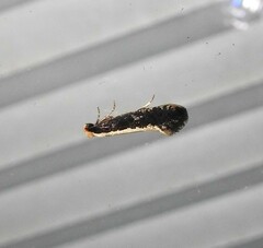 Monopis crocicapitella