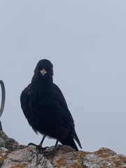 Pyrrhocorax graculus