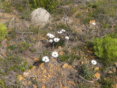 Dimorphotheca