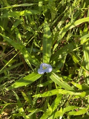 Commelina virginica