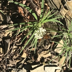 Asclepias angustifolia