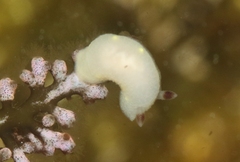 Cadlina flavomaculata