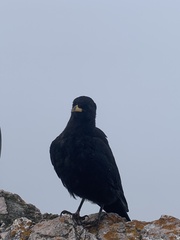 Pyrrhocorax graculus