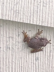 Hyla arenicolor