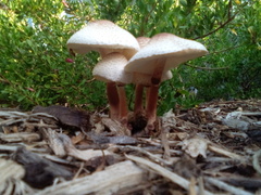 Leucoagaricus americanus