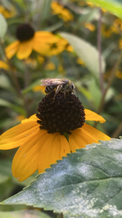 Callandrena