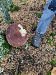 Aureoboletus mirabilis