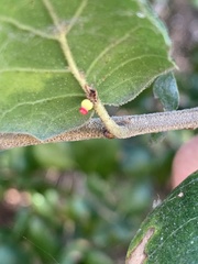 Callirhytis serricornis