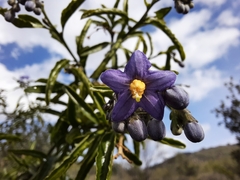 Solanum crispum