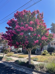 Lagerstroemia