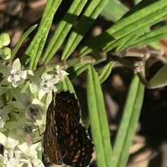Asclepias angustifolia