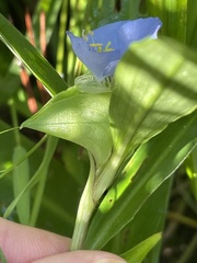 Commelina virginica