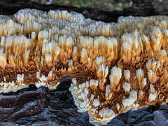 Pycnoporellus alboluteus