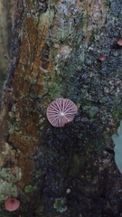Marasmiineae