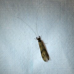 Mystacides longicornis