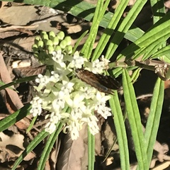 Asclepias angustifolia
