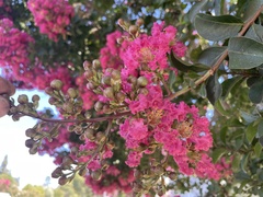 Lagerstroemia