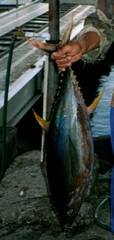 Thunnus albacares