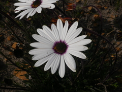 Dimorphotheca