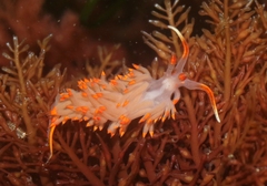 Austraeolis stearnsi