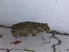 Bufotes viridis viridis