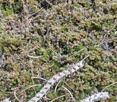 Selaginella peruviana