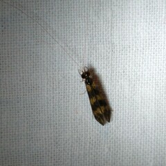 Mystacides longicornis