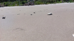 Habroscelimorpha dorsalis