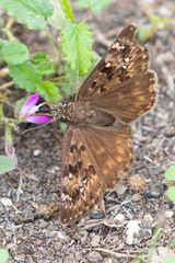 Erynnis horatius