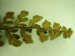 Myriopteris gracillima