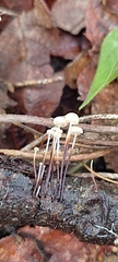 Marasmius capillaris