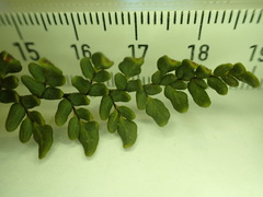 Myriopteris gracillima