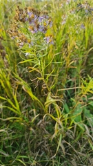 Galatella sedifolia