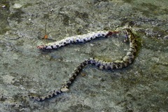 Lampropeltis triangulum