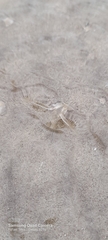 Emerita brasiliensis