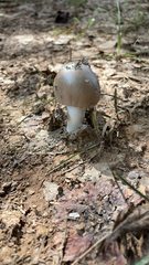 Amanita vaginata