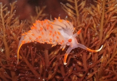 Austraeolis stearnsi