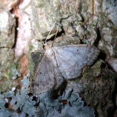 Idaea biselata