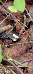 Marasmius capillaris