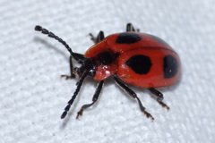 Endomychus coccineus