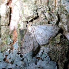 Idaea biselata