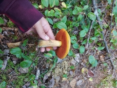 Boletus subvelutipes