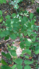 Symphoricarpos orbiculatus